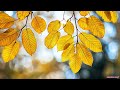 행복해지는 3분 음악♫ new relaxing healing music autumn leaf 가을잎새 힐링음악