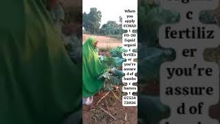 How organic fertilizer can give bamber harvest