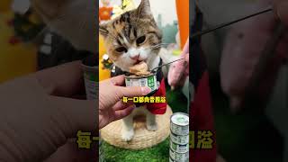 排毛又发腮的小壳主食罐抓紧安排小壳 小壳排毛罐 猫罐头增肥发腮美毛 猫罐头推荐 猫咪发腮