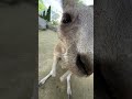 ドアップなオオカンガルー　ノースサファリサッポロ eastern grey kangaroo in north safari sapporo