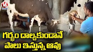 గర్భం దాల్చకుండానే పాలు ఇస్తున్న ఆవు | Medchal | V6 News