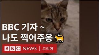 BBC 보도 현장에 등장한 특별한 손님 - BBC News 코리아