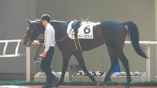 サトノグロワール、新馬戦のパドック。現地映像、阪神競馬場