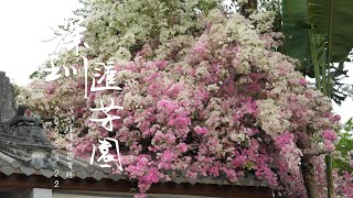 深圳匯芳園 簕杜鵑 粉白夢幻花海 Shenzhen Huifang Garden Bougainvillea  4K