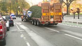 Boston's official Christmas Tree arrives on Boston Common ahead of Holiday Lights