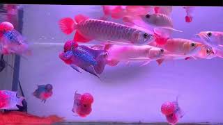 Hadir lg Arowana super red 25 27 cm | #aquarium #fish