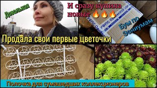 Пополнила коллекцию эониумов🔥 Новая полка для  растений. Самые неприхотливые суккуленты эониум