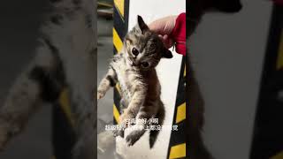 好凶的狸花猫 妈呀 吓我一大跳 #cat #