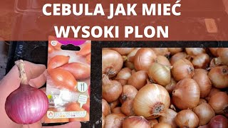 Jak i kiedy siać cebulę, żeby mieć duży plon?