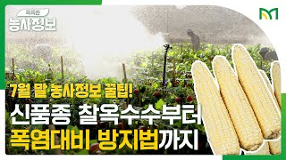 신품종 태양찰 찰옥수수로 소득을 올려보세요! #신품종 작물 소개