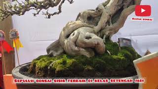 sepuluh bonsai sisir terbaik kelas setengah jadi one champione one species sisir alisme 2023