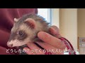 【フェレットの病気】年内最後の通院で小悪魔を発揮したフェレット【ferret 420】