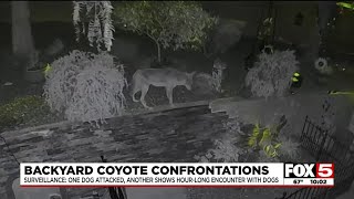 Henderson surveillance video captures coyote encounter with dog