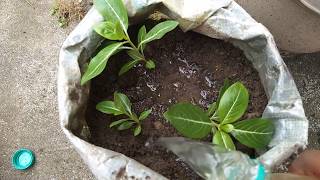 18.নয়নতৰা ফুল দুই ধৰণে ৰুই চাব পাৰে(how to grow vinca in small Pots)