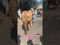 Indukan jumbo #cow #sapibesar #shorts #sobatngaret