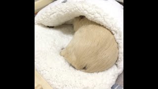 【モルモット】100均の足ぽかマットがお気に入り🐹🌟2歳 #Shorts #guineapig #天竺鼠