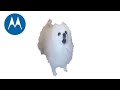 gabe the dog but famous phone ringtones part 2