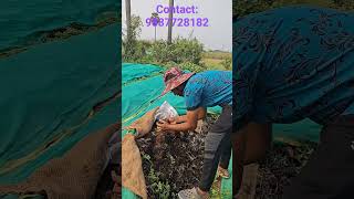 Vermicompost at  Rajamundry only Rs 400 per bag 50 kg