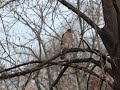 All the birds have disappeared --- alarm calls -- hawk!