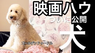 【号泣】ゴールデンドゥードル主演の映画【ハウ】を家族で観に行ってきました♪