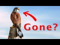 My Kestrel Spent 2 Days Lose! | How I Got Back My Lose Bird