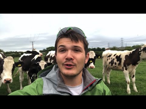 Will cows eat humans?