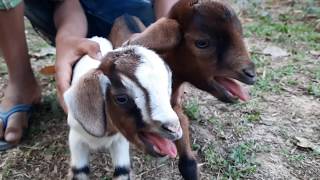 Baby Goat sounds। baby goat preaching sounds। best goat sound in village