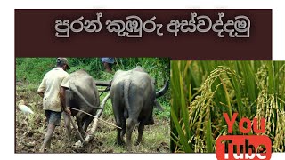 පුරන් කුඹුරු අස්වද්දමු🌾🌾🌾වසවිස නැති කාබනික  වී වගාව