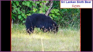 Sri Lankan Sloth Bear | වලහා, Wilpattu National Park (2016) - 1 of 2