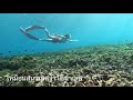 ดำน้ำหมู่เกาะสุรินทร์ ep.2 อ่าวตอลีลา และอ่าวผักกาด freediving at surin island