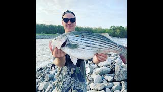 Spillway fishing for Stripes and Hybrids, New PB for each species!