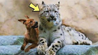 ать-собака спасла детеныша леопарда, а спустя годы случилось невероятное