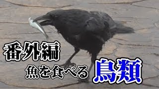 【番外編】魚を捕食する鳥類（カラス、カモメ、サギ、トンビ、イソヒヨドリ）たち。　漁港には漁師さんのおこぼれ、堤防では釣り人が多いので比較的距離感が近いのも田舎ならでは。