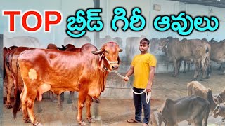 టాప్ బ్రీడ్ గిరీ ఆవులు | 6309495777 | Top Breed Gir Cows in Hyderabad