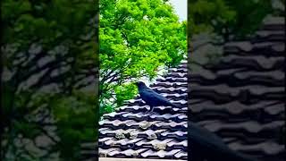 Raven or Crow? 🐦‍⬛on a Roof ✨🌳🐦‍⬛#nature #naturelovers #bird #crow #raven #summer #peace ☮️