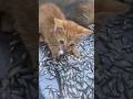 #cat #fishes #shortsfeed #cutecat #catfish #catfishing #shortvideo #shorts