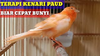 KENARI PAUD MERLOK BELAJAR BUNYI - AMPUH UNTUK TERAPI KENARI YANG MALAS BUNYI