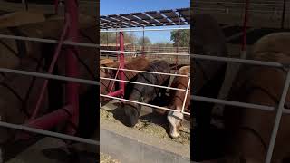 Engorda de becerros en corral 💪 #cattlefeeding #ganado #rancho #mexico #exportación