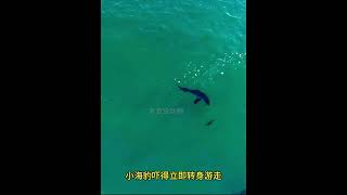 胡狼襲擊海豹，海豹剛從胡狼手中逃脫，卻又遭到鯊魚襲擊 #動物的迷惑行為 #動物世界 #野生動物零距離 #海豹 #鯊魚