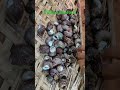 கடல் நத்தை கிராம கடல் உணவு sea snail village seafood