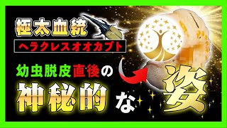 【極太血統幼虫90匹シリーズ】神秘的な幼虫脱皮直後の貴重なヘラクレスオオカブトの様子をお届け！