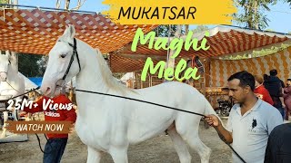 MUKTSAR MAGHI MELA 2025•Horse show Muktsar •#babaavtarsinghjisursinghwale #nihangsingh #rajabfamily