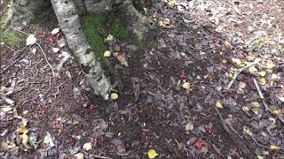 Capturing Entities with a Trail Cam - Burley, New Forest