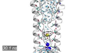 Pulling simulation of a Na+ ion through GLIC ion channel pore.