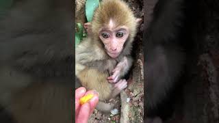 So Adorable Monkeys #Monkey #babymonkey, #animals, #Soadorable #ASMR, #Shorts #BeeLeeMonkeyFans 102