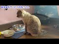 保護猫カフェもりのねこさん　新入り猫さん　里親募集