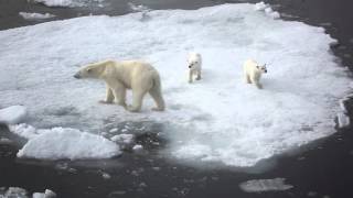 Silversea Expeditions - Arctic Expedition Cruises