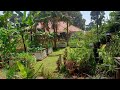 A Productive Small Urban Farm  In Kampala City Uganda🇺🇬