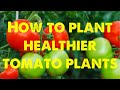 How to plant a healthier tomato plant