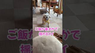 番犬かご飯かであたふたするトイプードル #shorts